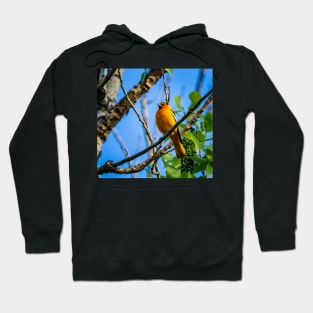 Bullock's Oriol Perched on a Branch Hoodie